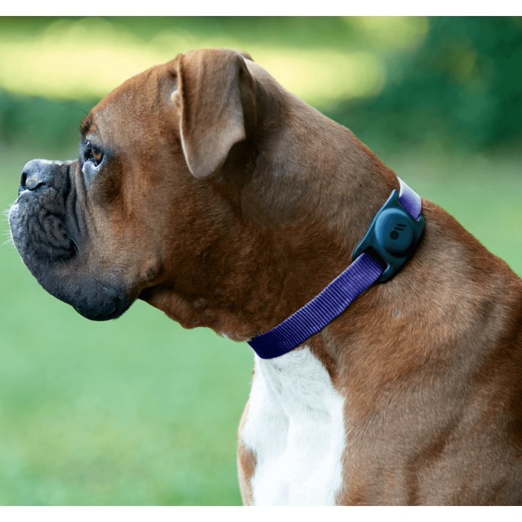 Case-mate Dog κολλάρο κατοικιδίων για Apple AirTag - ΜΑΥΡΟ - CM046396