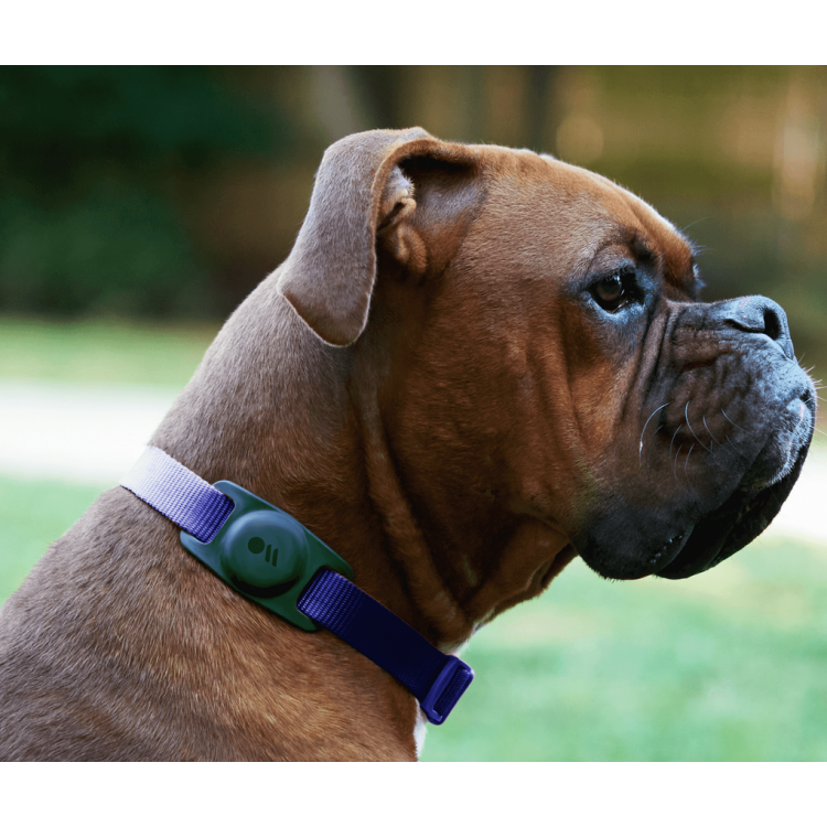 Case-mate Dog κολλάρο κατοικιδίων για Apple AirTag - Neon - CM046398